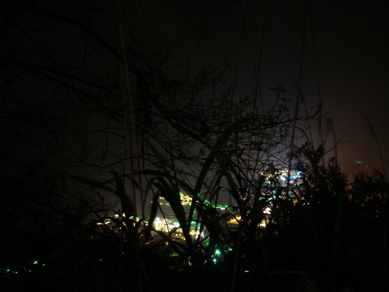 清境的夜景...可恨的竹子...超美的說